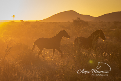 Reiter- und Pferdefotoreise Namibia
