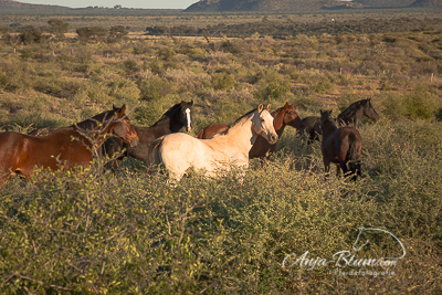 Reiter- und Pferdefotoreise Namibia