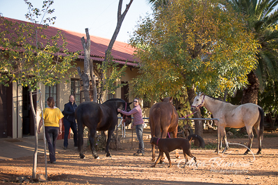 Pferde putzen namibia