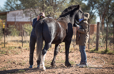 Pferdefotografie im Paddock Namibia