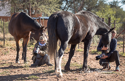 Pferdefotografie im Paddock Namibia