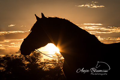 Pferdefotografie im Sonnenuntergang Namibia