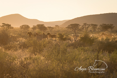 Pferdeherde im Sonnenaufgang Namibia