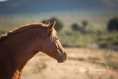 Portrait Fuchs Namibia Pferdefotografie