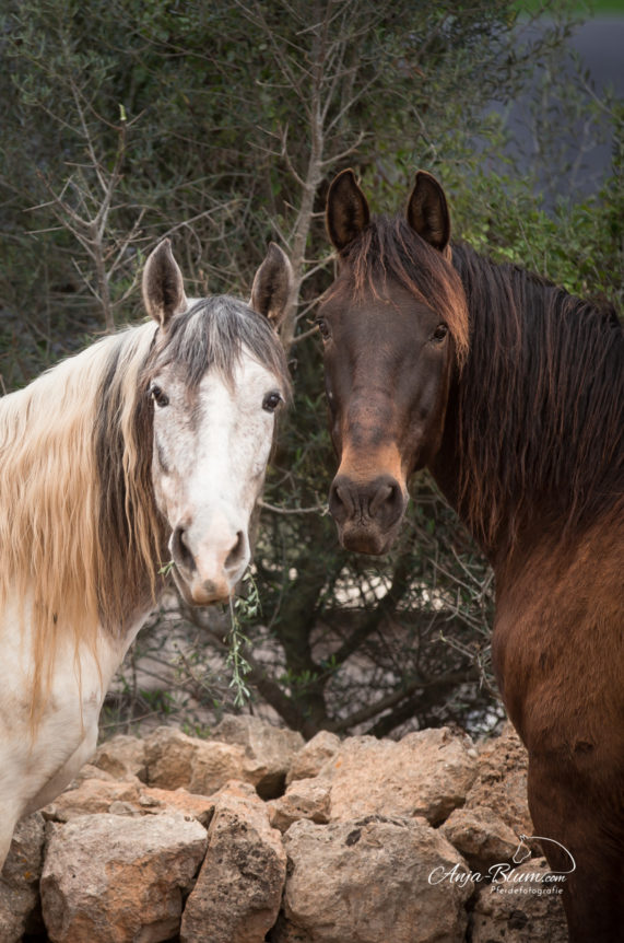 Pferdefotografie- und Reiterreise