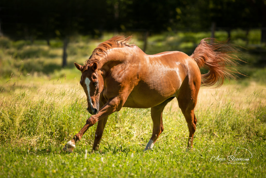 freilaufendes Pferd beim Seminar Pferdefotografie