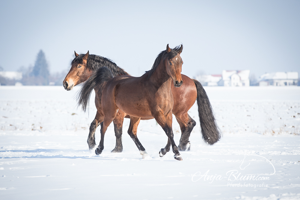 Kaltblut ud Araberpferd im Schnee