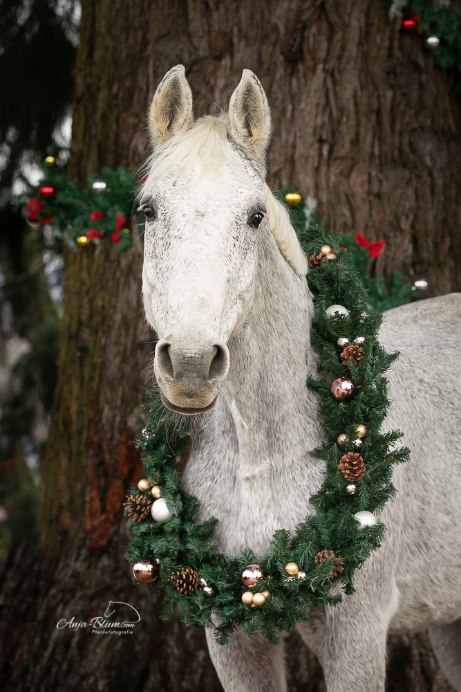 Pferdeportrait mit weihnachtskranz