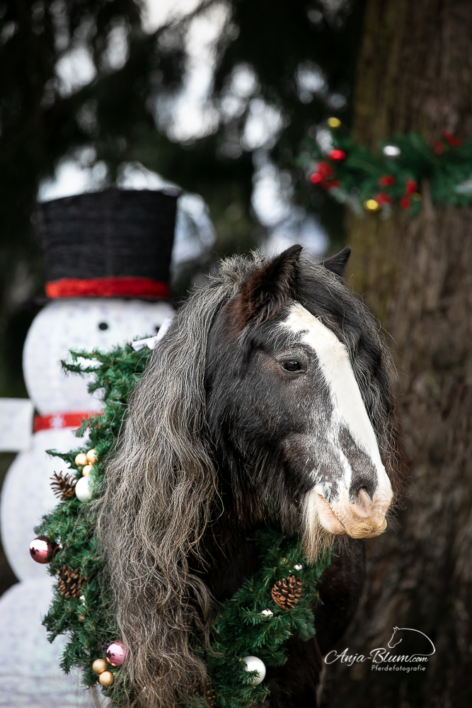 Ponyportrait mit Weihnachtskranz