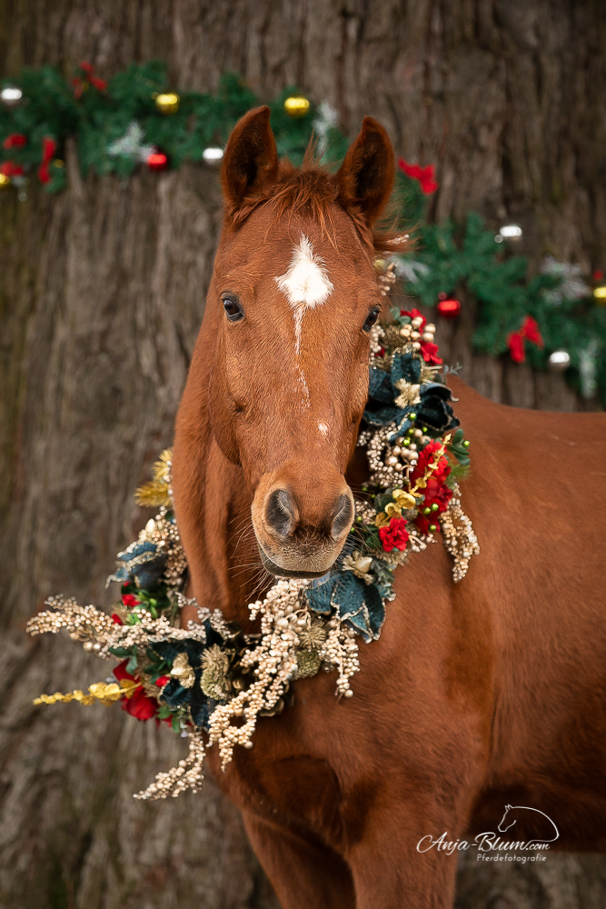 Pferdeportrait Fuchs mit Weihnachtskranz